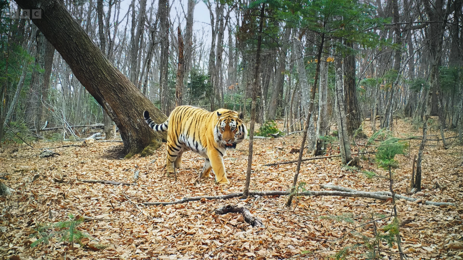 Siberian tiger (Panthera tigris tigris) as shown in Frozen Planet II - Frozen Lands
